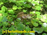 /home//u458753944/public_html/sourcegallery///Frogs/More bullfrogs/DSCN4294.JPG